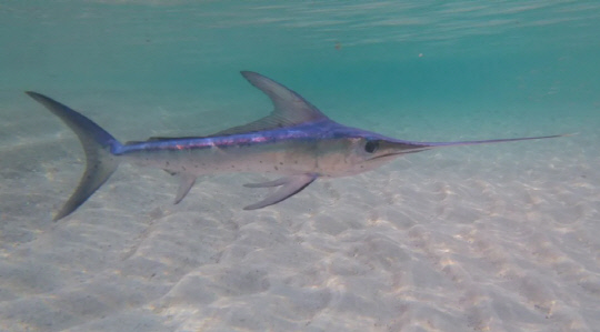 황새치.<BBC 보도 캡처>